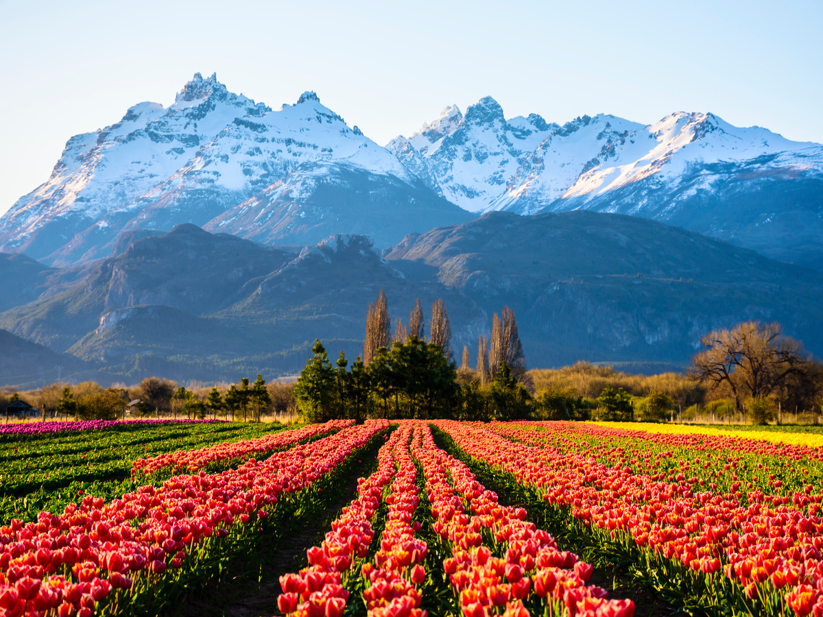 Tulipanes en Patagonia.